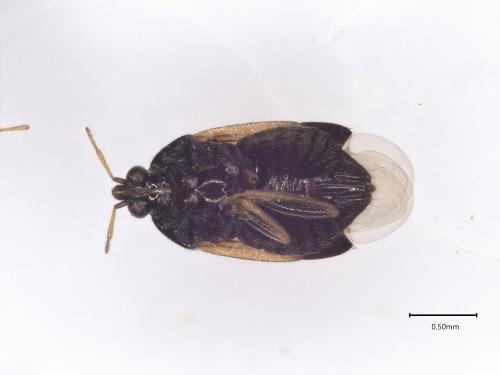 Orius sp.